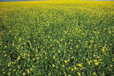 《最终幻想7 核心危机 再融合》公布发售日宣传片 12月13日全平台发售